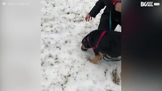 En découvrant la neige, ce chien a une drôle de réaction