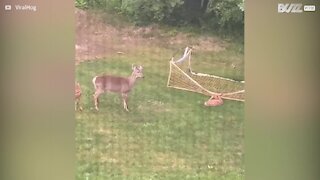 Baby deer trapped in netting rescued by homeowner
