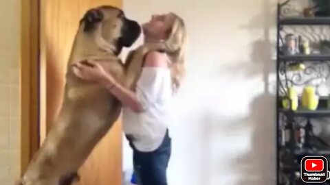 Dozer the tall Bullmastiff