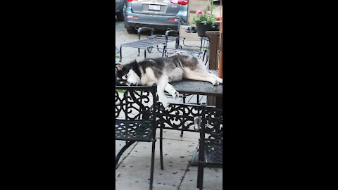Husky can sleep anywhere, sprawls out on outdoor table