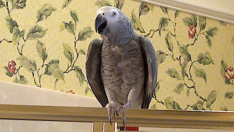 Talking parrot is getting restless staying at home during quarantine