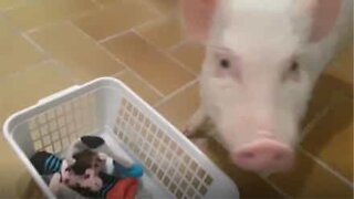 Mini pig enjoys taking out the clean clothes!