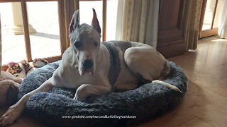200lb Great Dane Doesn't Fit in XXL Dog Bed
