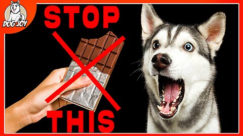 Top Foods That Could KILL Your Dog