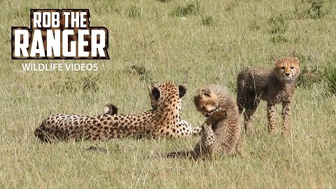 Two Cute Cheetah Cubs On The Move With Their Mom | Lalashe Maasai Mara Safari