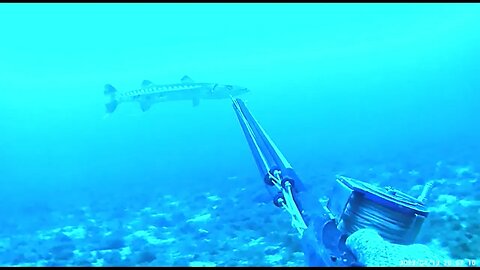 Pesca Sub em Apneia | Aventura em Alto Mar | Muitos Peixes #pescasub #pescasubmarina #spearfishing