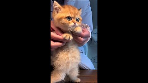 "Paws and Play: Hilarious Cat Dance Compilation!"😻😻