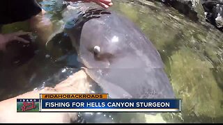 Catching Snake River Sturgeon