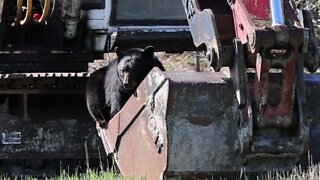 Bear drinks water from excavator's bucket