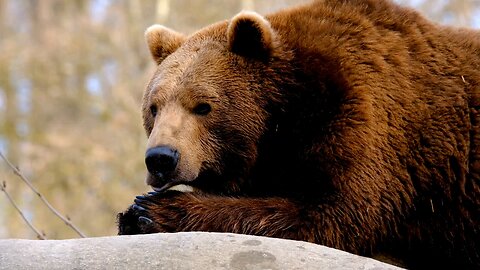 Bears Unveiled: Exploring the Fascinating World of Ursidae