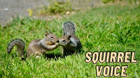 Squirrel Voice Sound Video By Kingdom Of Awais