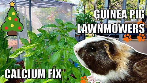Chrissy Aquaponics Update | Calcium Deficiency Fixed, Guinea Pig Lawnmowers & MORE 🎄❄️🎄