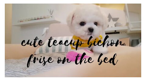 funny very cute teacup bichon frise on the bed