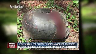 FWC search for suspects beating Gopher tortoises
