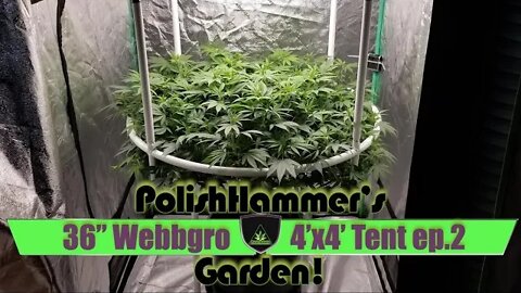 Webbgro System Geeklight FloraFlex Vivosun North Genetics Spacedust Cannabis Grow Ep2