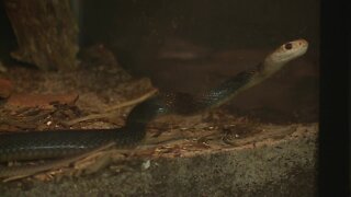 Exploring the world of venomous creatures at MToxins Venom Lab in Oshkosh