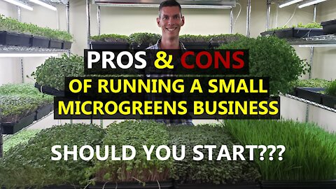 Microgreen Businesses Are HOT Right Now! Is it for You? My Top Pros & Cons