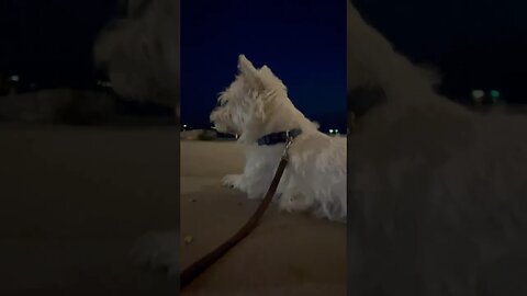 A night out at English Bay Vancouver with the Dogs #shortvideo #funny
