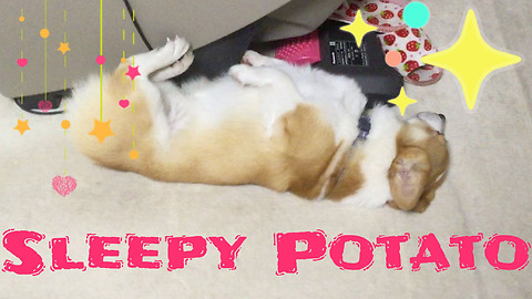Half Asleep Corgi Dog ~ Funny and Cute Reaction