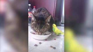 A Bird And A Cat Share A Meal Together