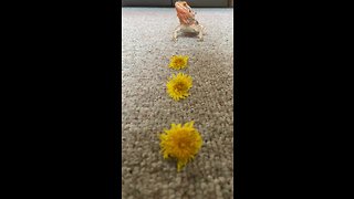 Adorable lizard gobbles up tasty dandelions