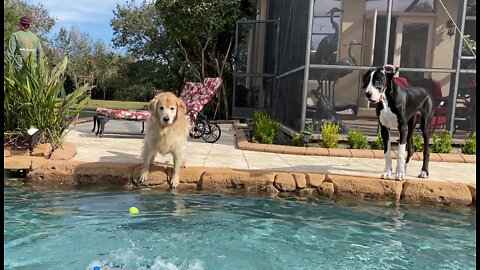 Great Dane Puppy Watches Patient Golden Retrieve Tennis Ball