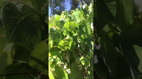 Restoration Farming Old Vine DIY in 4D