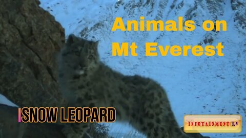 Animals found on Mount Everest and the Himalayan range
