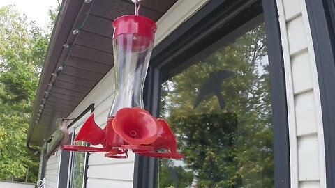 ruby thorated hummingbird
