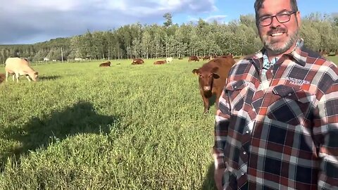 Daniel Martin of Dawson Creek Alberta has the right grass genetic cattle.