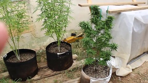T Bird And Reds Outdoor Cannabis Grow Calm before the storm