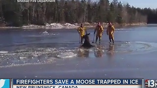 Firefighters rescue moose trapped in ice