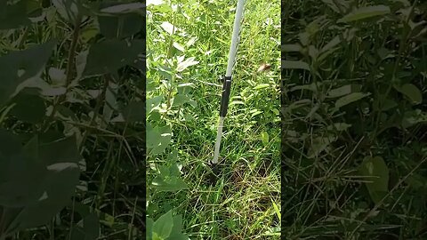 A BUSH CICADA TAKING OFF (08/14/23)