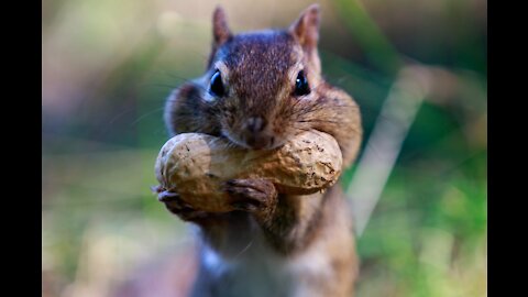 Squirrel Snacks on Tasty peanut