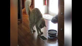 Cat uses Paws to Drink Water