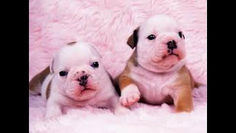 Cute new Born's puppies. Beautiful looking.