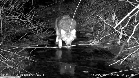 Coyote close-up on PA Wildlife Cam 1 11-22-2023