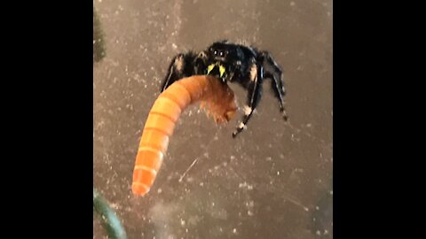 Jumping Spider gets a snack