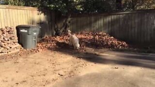 Den här hunden älskar att leka i lövhögar