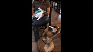Boxer turns out to be natural baby whisperer