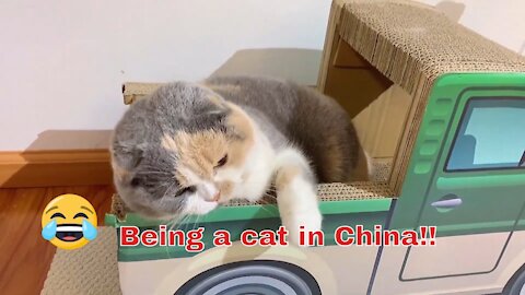 Being a cat in China? | Cute Cat's video | Chinese Funny Video | Tiktok | Chinese pet 2021