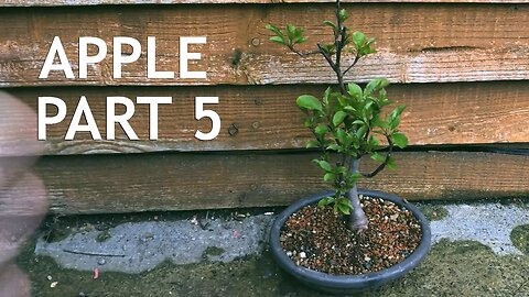 Apple Bonsai, from Seed, 5