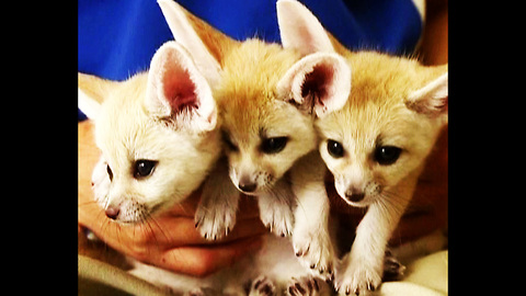 CUTE Little Fox Cubs