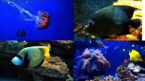 The Colors of the Ocean/Underwater fish World/Amazing Colourful Fish World/The Best Sea Animals