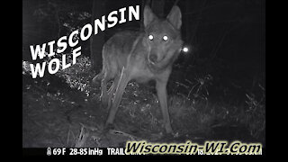 Wisconsin Wolf Trail Camera VIDEO Multiple Angles - Landman Realty LLC