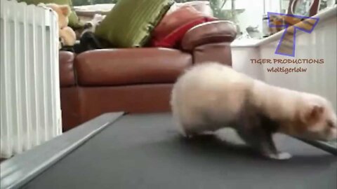 Funny animals on treadmills
