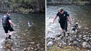 Officer rescues scared dog stranded in a river