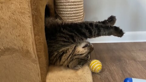 Awkward Cat Decides To Nap In Truly Bizarre Position