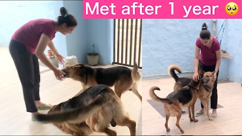 Met our German Shepherds after 1 year! (Got emotional)🥺