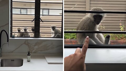 Group of monkeys in Durban casually hangs out at a kitchen window